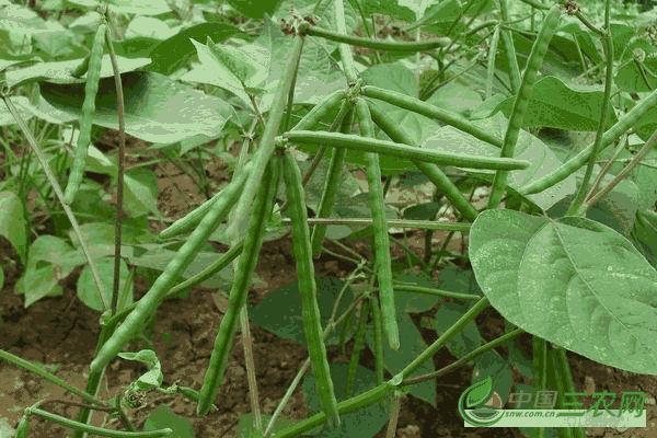 如何种植绿豆获得高产 菜农们一定要知道